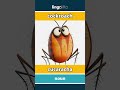 cockroach - cucaracha video thumbnail