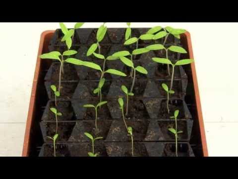 Nelson Garden Rootmaster gör det enkelt att förodla