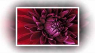 Opening out -  Renaissance