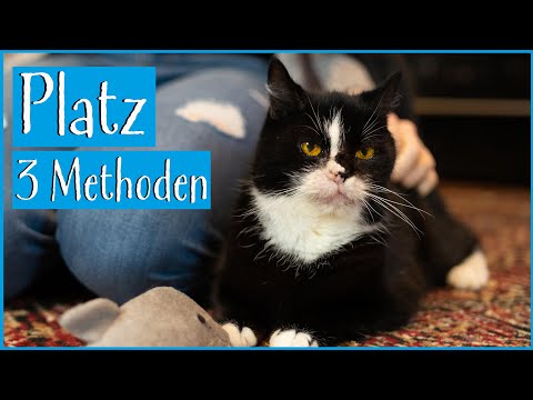 Katze Platz: 3 Methoden | Clickertraining mit Katzen