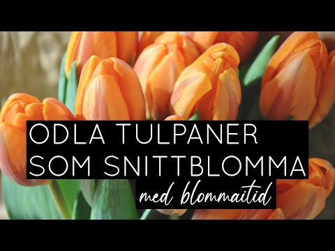 Odla tulpaner som snittblomma