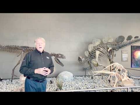 Fósseis de Dinossauros 101