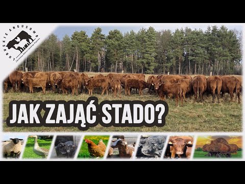 Lubuskie Angusowo - S8 E33 - Bale grazing - how to take care of your herd. Stomach ulcers - this ...