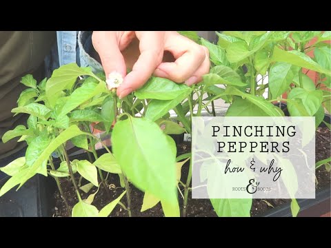 , title : 'How to Pinch Peppers & Why'