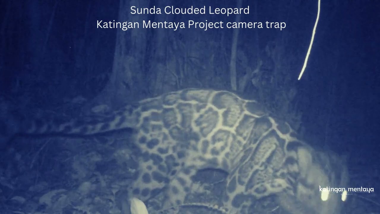 Sunda Clouded Leopard (Species Focus)