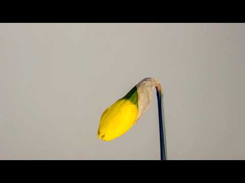 Flowers video is very nice music