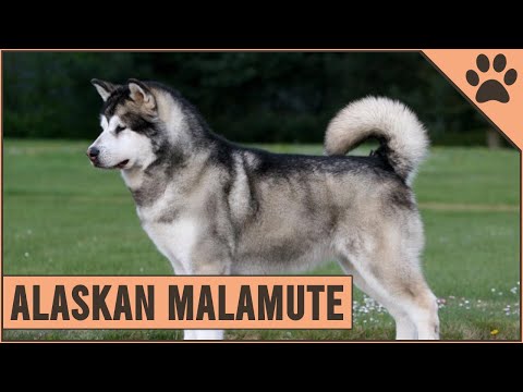 , title : 'Alaskan Malamute - Dog Breed Information'