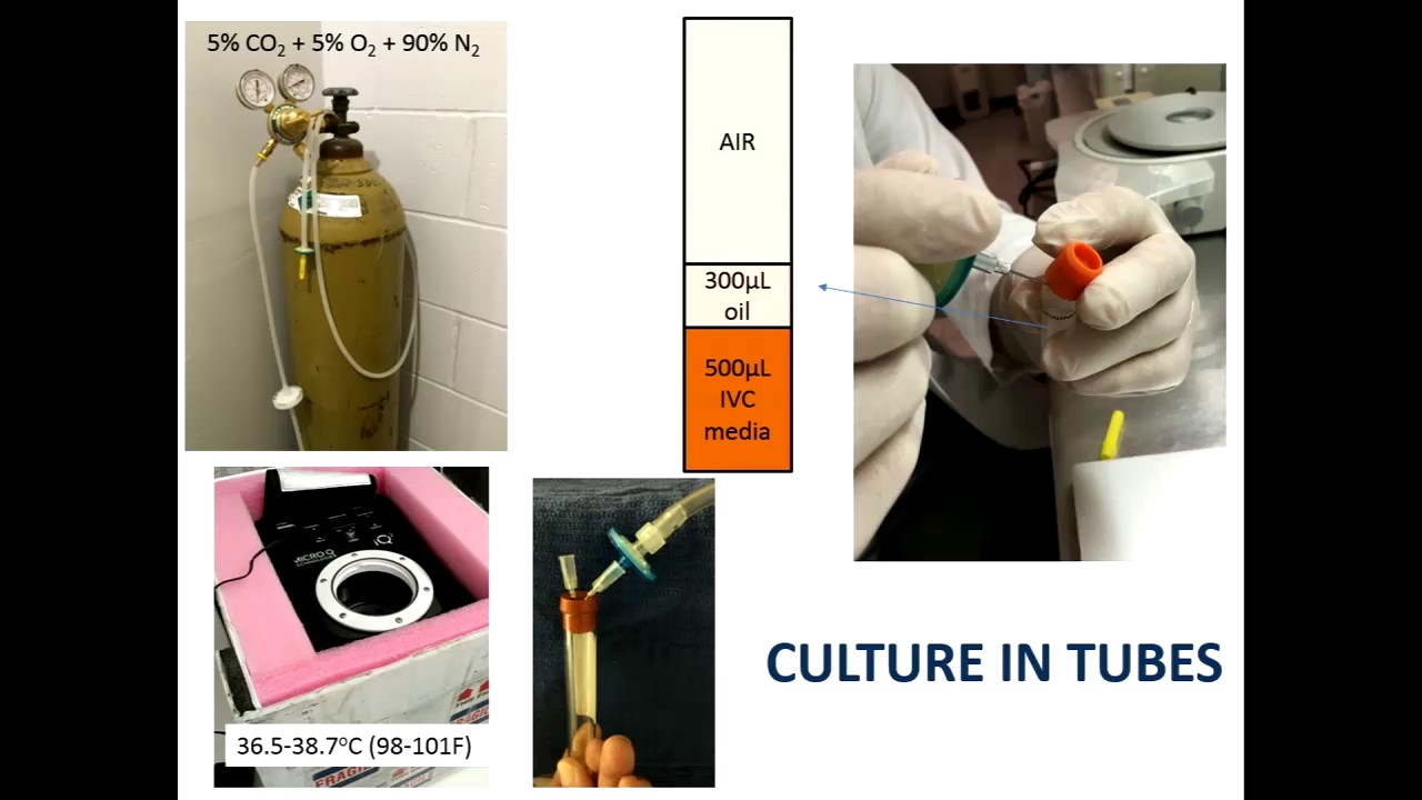 The use of <em>in vitro</em> culture media to incubate low quality <em>in vivo</em> produced embryos