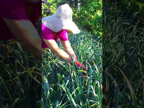 , title : 'Caring for garlic in summer: removing arrows and harvesting the first crop'