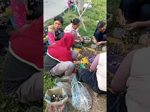 CAH LAUT" PASUKAN NGOPE..