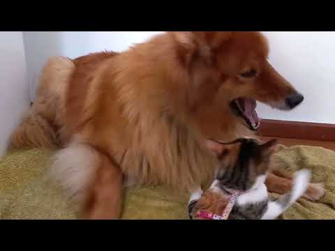 A Dog & cat playing,funny video