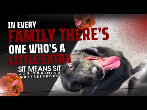 Training Video