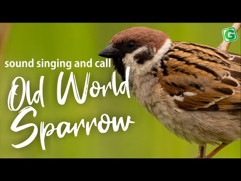 Old World Sparrow Bird Song Call Sound And Chirping