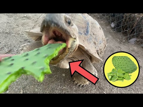 Feeding Rhino Some Cactus!