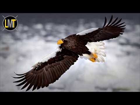 7 Most Powerful and Effective Eagles in the World