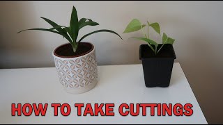 How to Take Houseplants Cuttings ~ Propagation Tips ~ Houseplant Hacks