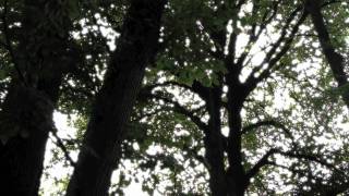 PJ Harvey's "The Garden" cover by Joshua Steele