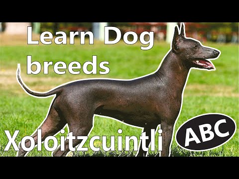 Dog Breed 9 Letters