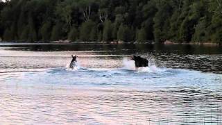 preview picture of video 'Two Moose Playing on Lake Moxie'