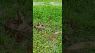 Download lagu Amade sob mac gelo ga #foryou #fishing #vairalvideo #fish mp3