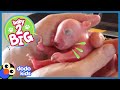 Baby Wombat Needs Oil Massages Every Day Baby 2 Big Dodo Kids