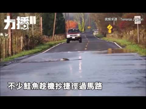 鮭魚結伴「過馬路」