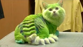 Я РЖАЛ ПОЛ ЧАСА / СМЕШНЫЕ ЖИВОТНЫЕ , КОТЫ СОБАКИ И ДРУГИЕ