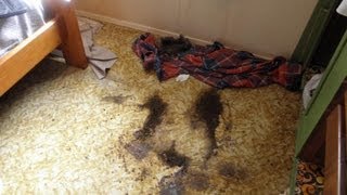 Full Length Forensic Cleaning Documentary - All Gone Extreme Clean