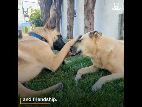 A foster home can change a pet's life