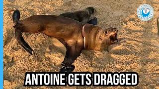 Download lagu Rescuer Antoine Gets Pulled Off His Feet! mp3