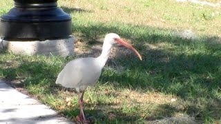 preview picture of video 'Various Birds in Avon Park, Florida, Jan  20, 2015'