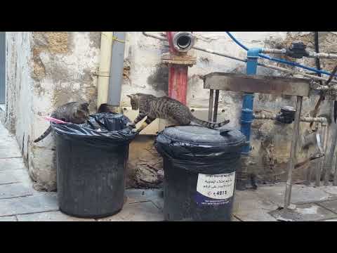 2019.09.16 Cats in Acre