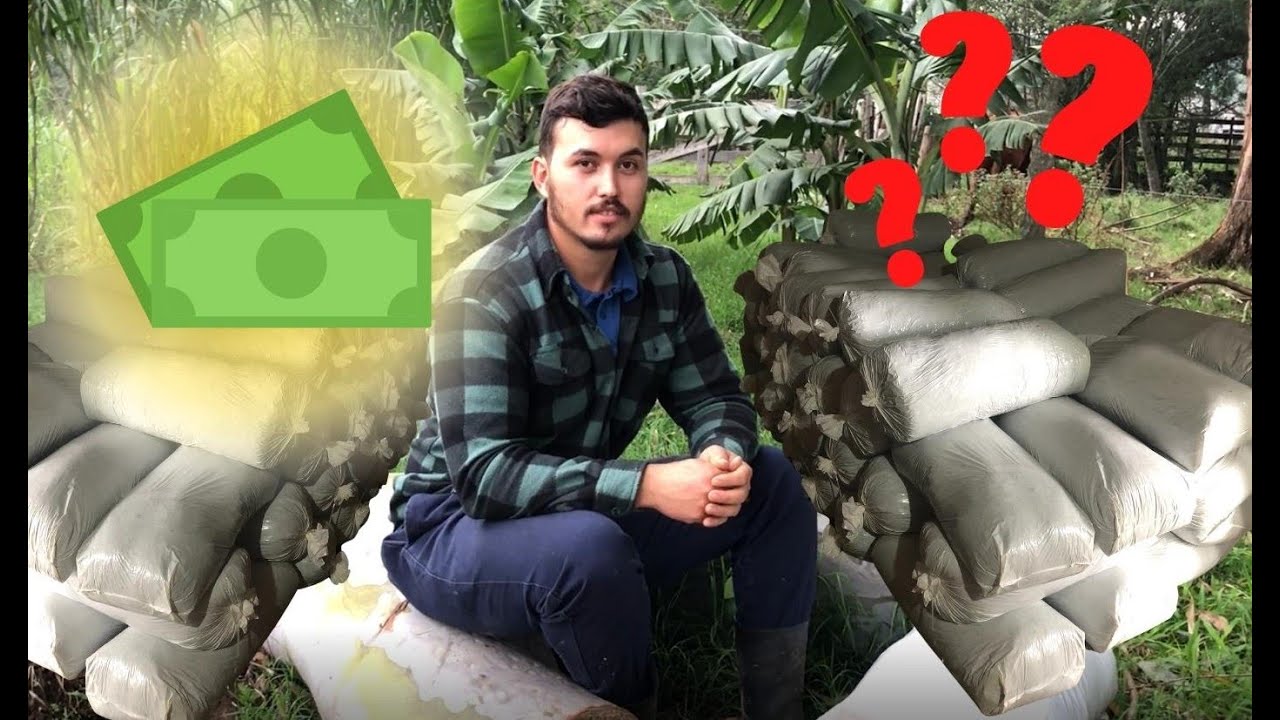 Silagem de milheto, vale a pena?