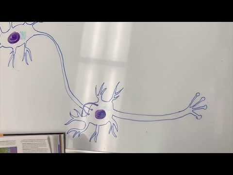 AP Biology: The Nervous System