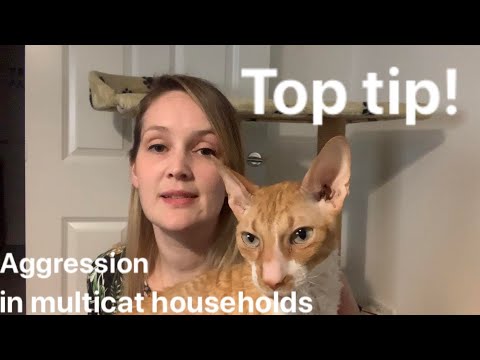 Top tip! Aggression in multi-cat households