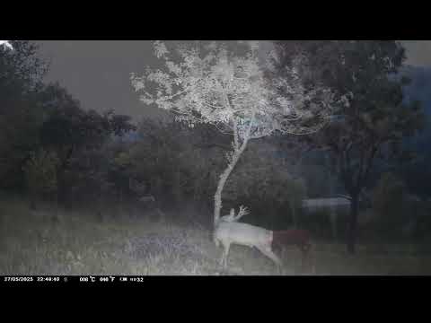 Wild animals in Alpago Italy Vol  2