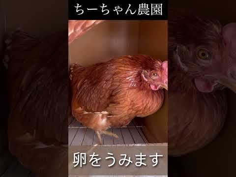 4つの簡単なステップで冬に鶏に卵を産ませるにはどうすればよいですか?  庭園