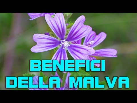 Eccitatore per le donne acquistare online store a Mosca I prezzi per i farmaci nelle farmacie aumentare la potenza
