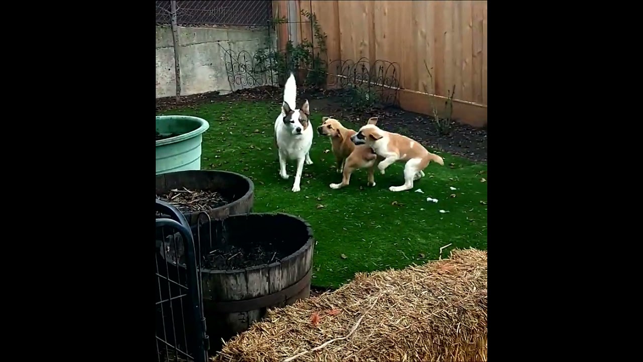 Enlarge Randy, a Adoptable mixed breed in Spokane, WA video 5/5