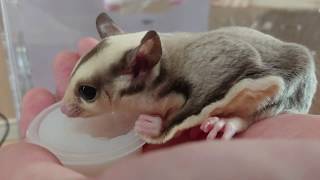 【フクロモモンガ】　フクロモモンガのおやつ