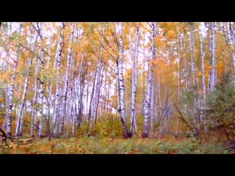 Футаж лес осень октябрь пожелтевшие листья шум деревьев красивая музыка