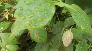 Draft Morning - The Byrds [An Unofficial Video]