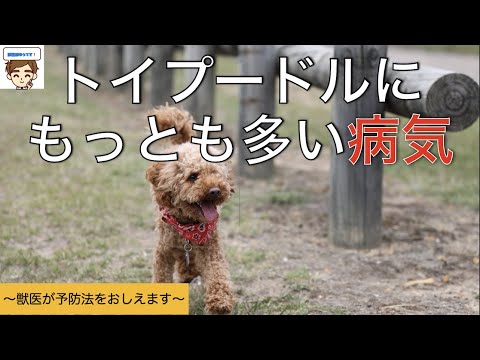 プードル犬の病気