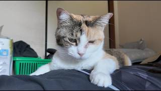 三毛猫フミちゃん病院で目の検査を受けてきました🐱