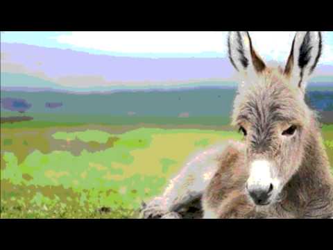 Klapa Ćakulone Plač Marka Kočine