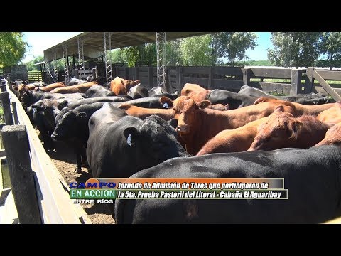 Angus - Comienza la 5ta. Prueba Pastoril del Litoral - Mario Sieber