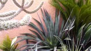 preview picture of video 'Le jardin exotique de Toulouse-Colomiers, Exotica Tolosa'