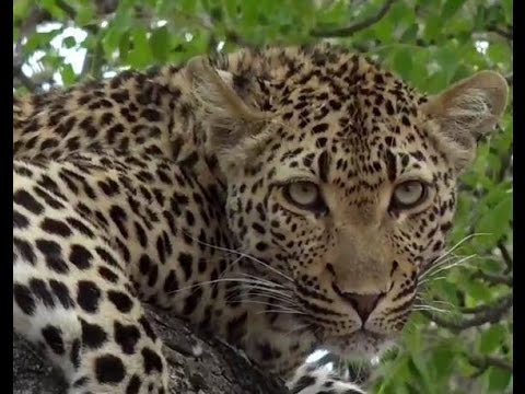Oct 23, 2016AM/Sunrise WildEarth LiveSafari Drive