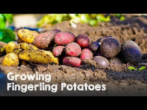 Growing 3 Types of Fingerling Potatoes Video