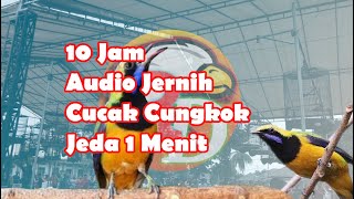 Download lagu Masteran Cucak Cungkok Jernih 10 Jam ||Jeda 1 Menit|| mp3 Download lagu Masteran Cucak Cungkok Jernih 10 Jam ||Jeda 1 Menit|| mp3
